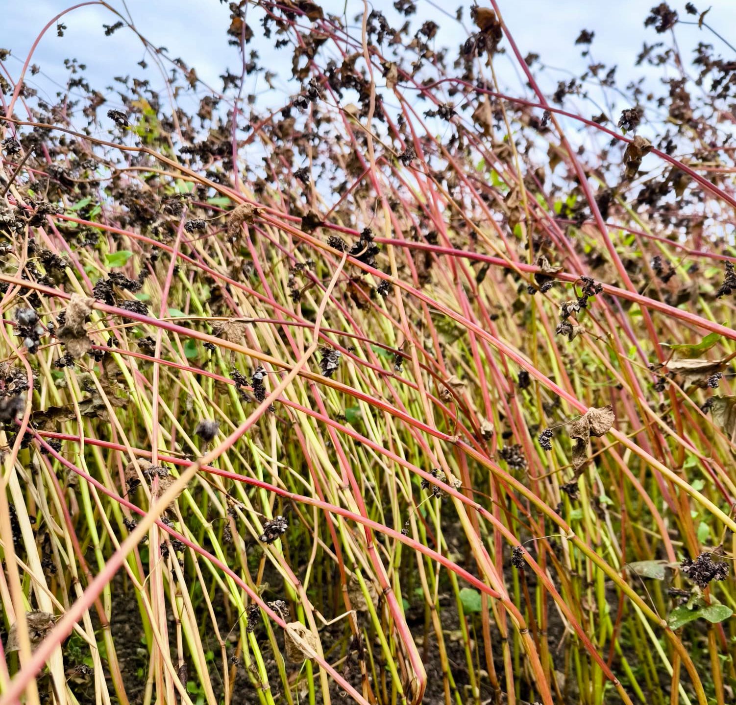 Farine de blé ancien Rico Bio